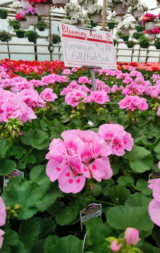 Plant Nursery «Blooming Acres», reviews and photos, 7561 State Rd, Wadsworth, OH 44281, USA