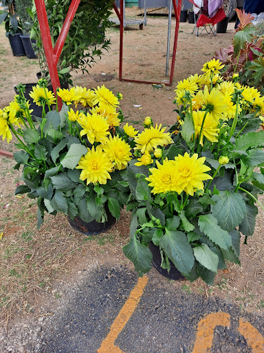 Flea Market «The Mission Market Open Air Market», reviews and photos, 207 W Chavaneaux Rd, San Antonio, TX 78221, USA