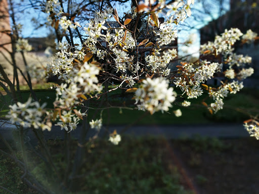 Park «Cambridge Common Park», reviews and photos, Waterhouse St & Massachusetts Ave, Cambridge, MA 02138, USA