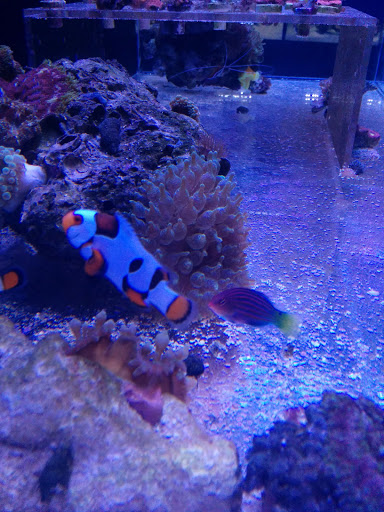 Aquarium «Coral Logic Aquarium LLC», reviews and photos, 7860 Gate Pkwy #108, Jacksonville, FL 32256, USA