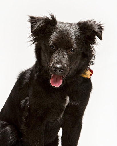 Plumber «Dial One Johnson Plumbing», reviews and photos, 5341 Ranch Cedar Rd, Midlothian, TX 76065, USA