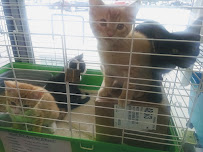 Westwood Pet Center - Photo 9 - Car repair in Bethesda, MD, Washington