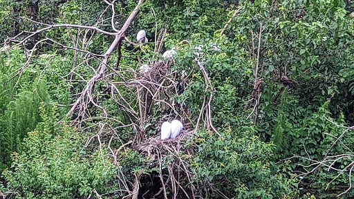 Park «Cypress Wetlands», reviews and photos, 1700 Paris Ave, Port Royal, SC 29935, USA