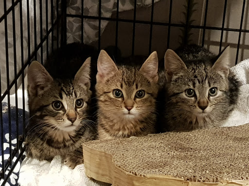 VOKRA - Vancouver Orphan Kitten Rescue
