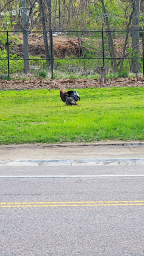 Golf Course «William J. Devine Golf Course at Franklin Park», reviews and photos, 1 Circuit Dr, Dorchester, MA 02121, USA