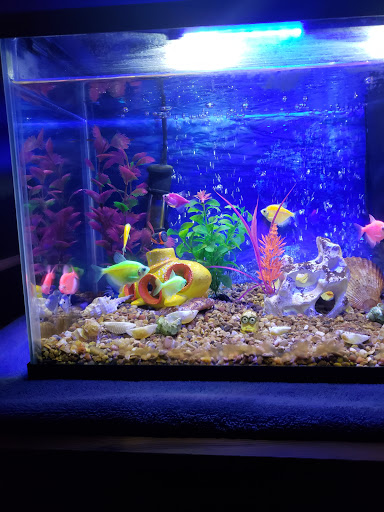 Pet Store «Pet Town», reviews and photos, 7804 Florence Ave, Downey, CA 90240, USA