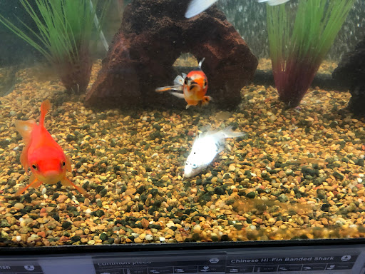 Pet Supply Store «Petco Animal Supplies», reviews and photos, 298 Spring Creek Drive, Franklin, TN 37067, USA