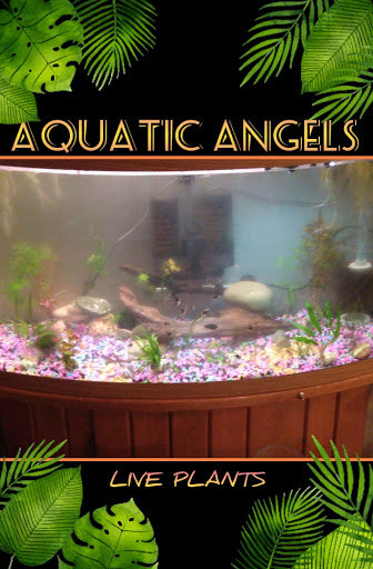 Aquatic Angels