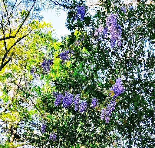 Park «Frankie Allen Park», reviews and photos, 100 Bagley St NE, Atlanta, GA 30305, USA