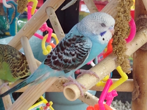 Pet Supply Store «Petco Animal Supplies», reviews and photos, 179 N Milwaukee St, Boise, ID 83704, USA