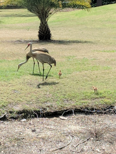 Golf Course «Rocky Point Golf Course», reviews and photos, 4151 Dana Shores Dr, Tampa, FL 33634, USA