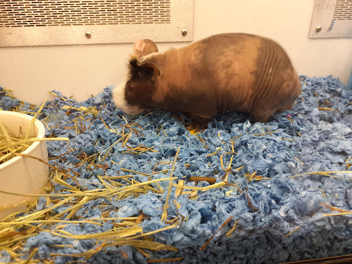 Pet Supply Store «Petco Animal Supplies», reviews and photos, 420 El Cerrito Plaza, El Cerrito, CA 94530, USA