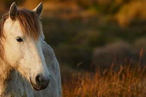 Prescott Animal Hospital Equine Center image