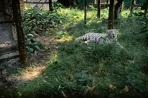 Tiger Safari image