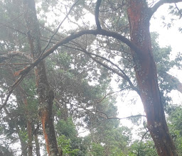 Base camp kang aan merbabu via wekas photo