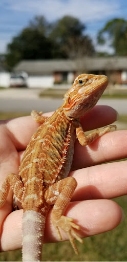 Pet Supply Store «Pet Supplies Plus», reviews and photos, 208 St James Ave, Goose Creek, SC 29445, USA