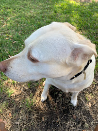 Life On Paws Pet Boarding - Photo 5 - Car repair in North Miami, FL, Miami