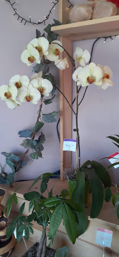 Florist «Valley Florist», reviews and photos, 2299 McKee Rd, San Jose, CA 95116, USA