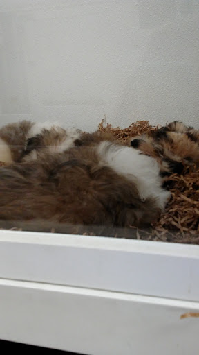 Pet Store «Puppy City», reviews and photos, 3343 Valley Pike, Winchester, VA 22602, USA