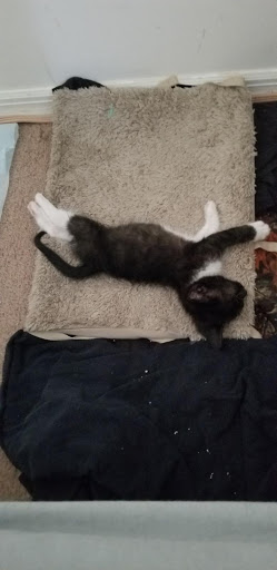 Pet Supply Store «Petco Animal Supplies», reviews and photos, 1060 U.S. 9, Parlin, NJ 08859, USA