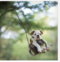 Pooler Pet Care - Photo 1 - Car repair in , Savannah