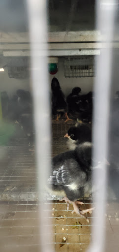 Animal Feed Store «Reber Ranch», reviews and photos, 28606 132nd Ave SE, Kent, WA 98042, USA