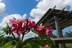 South Texas Botanical Gardens & Nature Center image