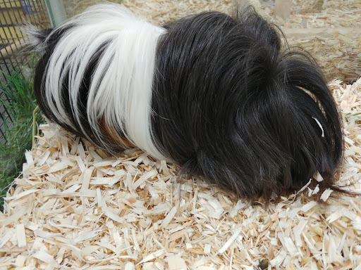 Pet Supply Store «Our Pet World», reviews and photos, 380 Semoran Commerce Pl, Apopka, FL 32703, USA