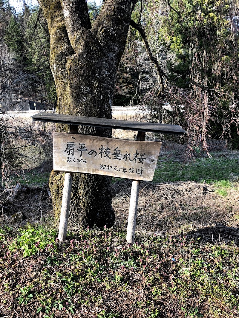 扇平のしだれ桜