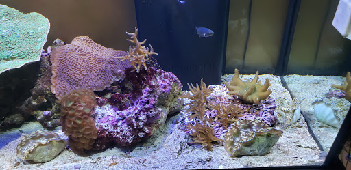 Pet Store «Aqua Pros», reviews and photos, 500 & 510 Pennsylvania Ave, Glen Ellyn, IL 60137, USA