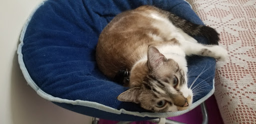 Pet Store «Super Dogs & Cats», reviews and photos, 380 Elm St, Biddeford, ME 04005, USA