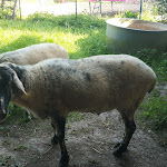 Photo n° 1 de l'avis de Fanny.a fait le 20/07/2022 à 08:56 pour Clinique Vétérinaire Hélène de Bouclon à Boissy-Lamberville