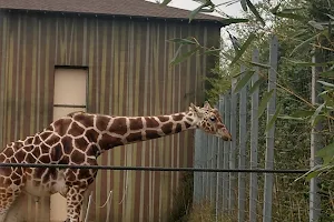 Birmingham Zoo Zoofari Camp image