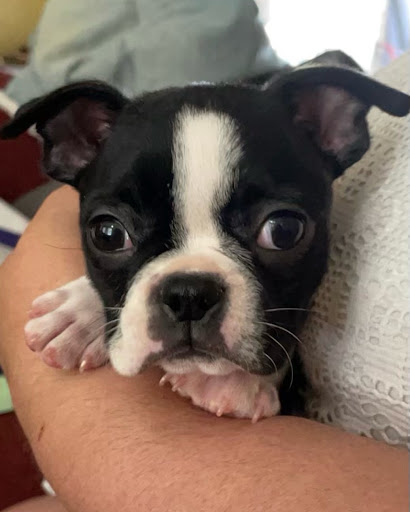 Pet Store «The Pet Shoppe», reviews and photos, 1284 NJ-35, Middletown, NJ 07748, USA