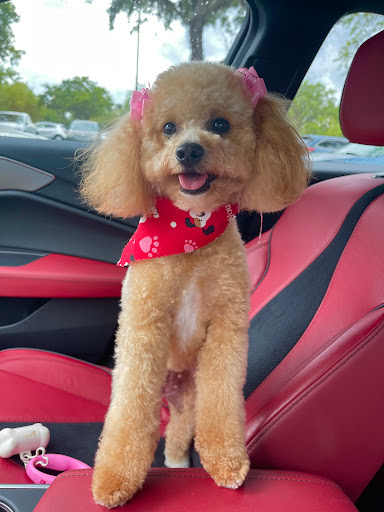 Pet Groomer «ITIG Happy Dog Wash», reviews and photos, 6465 S Chickasaw Trail, Orlando, FL 32829, USA