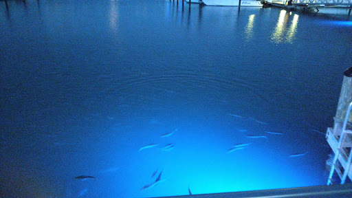 Marina «Fort Pierce City Marina», reviews and photos, 1 Avenue A, Fort Pierce, FL 34950, USA