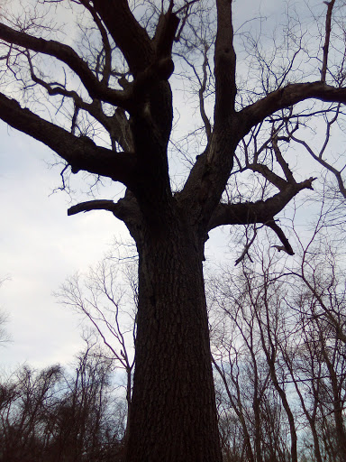 State Park «Lincoln Woods State Park», reviews and photos, 2 Manchester Print Works Rd, Lincoln, RI 02865, USA