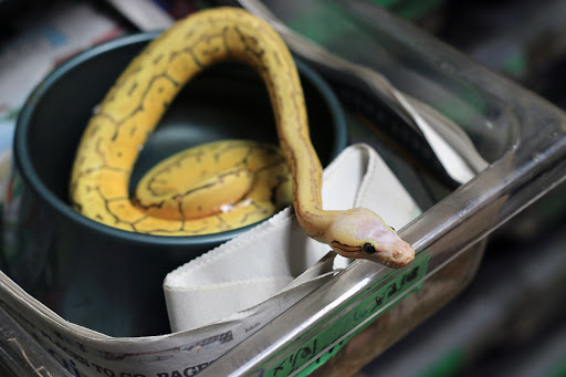 Pet Store «Zoo Creatures Pet Store», reviews and photos, 149 Plaistow Rd, Plaistow, NH 03865, USA