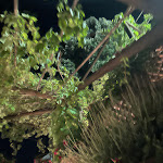 Photo n°3 de l'avis de Akmal.k fait le 26/06/2023 à 10:54 sur le  Salvatore Ravello à Ravello