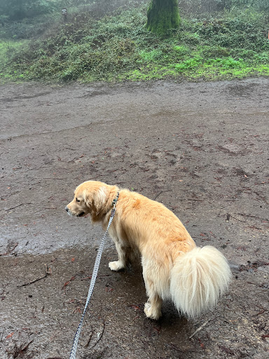 Camp Trail