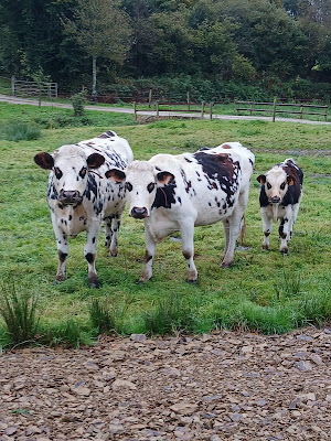 La Ferme Des Prairies Normandes à Saussemesnil