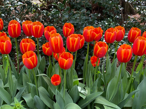 Museum «Burden Museum & Gardens», reviews and photos, 4560 Essen Ln, Baton Rouge, LA 70809, USA