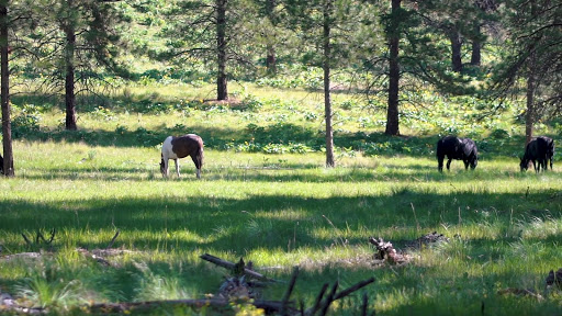Beach «Whitefish City Beach», reviews and photos