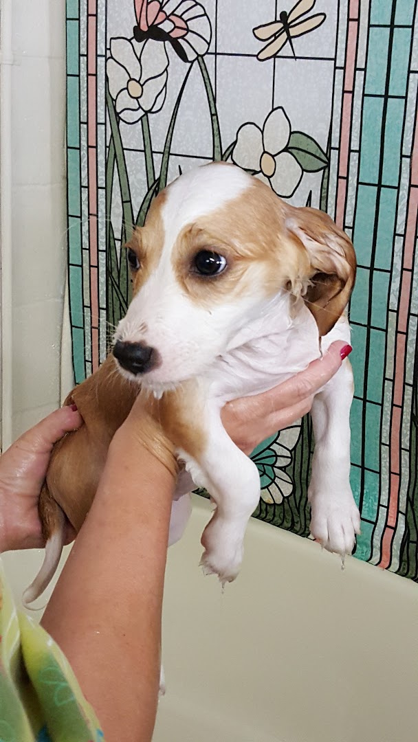 All About Paws Dog Groomimg