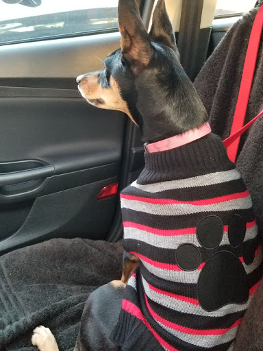 Pet Supply Store «Pet Supermarket», reviews and photos, 2924 13th St, St Cloud, FL 34769, USA