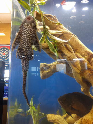 Pet Supply Store «PetSmart», reviews and photos, 2130 Gunbarrel Rd, Chattanooga, TN 37421, USA