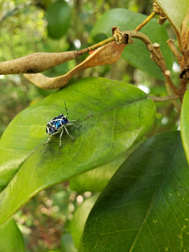Park «A.D. (Doug) Barnes Park», reviews and photos, 3401 SW 72nd Ave, Miami, FL 33155, USA