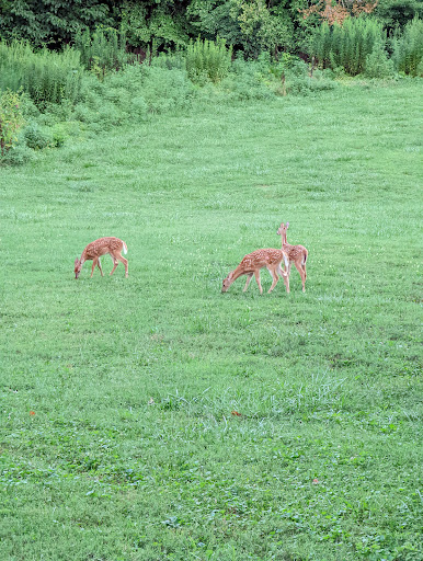 Park «Cherokee Park», reviews and photos, 745 Cochran Hill Rd, Louisville, KY 40206, USA