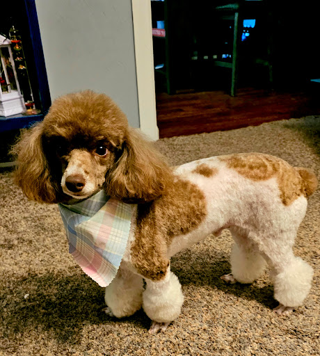 Royal Dutch Grooming