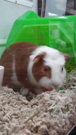 Pet Supply Store «Petco Animal Supplies», reviews and photos, 2520 E 3rd St, Bloomington, IN 47401, USA